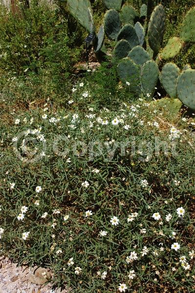 Orange blooms; White blooms; North American Native