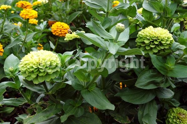 Yellow blooms; Green blooms; Deciduous; Broadleaf; North American Native