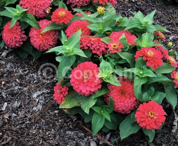 Pink blooms; Salmon blooms; North American Native