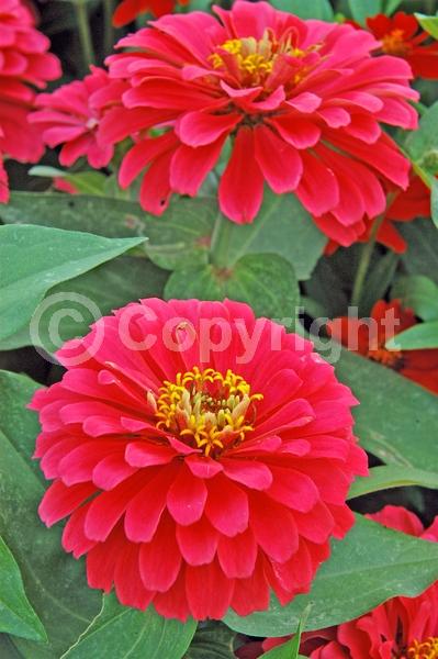 Pink blooms; Salmon blooms; North American Native