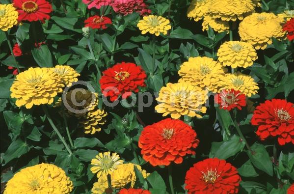 Red blooms; Orange blooms; Yellow blooms; Purple blooms; White blooms; Pink blooms; Lavender blooms; North American Native