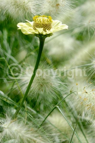 Red blooms; Orange blooms; Yellow blooms; Purple blooms; White blooms; Pink blooms; Lavender blooms; North American Native