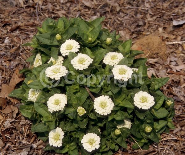 White blooms; North American Native