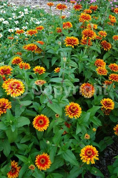 Red blooms; Yellow blooms; North American Native
