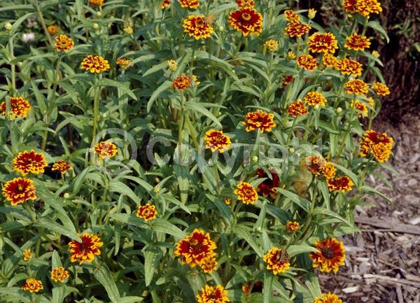 Red blooms; Orange blooms; Yellow blooms; North American Native