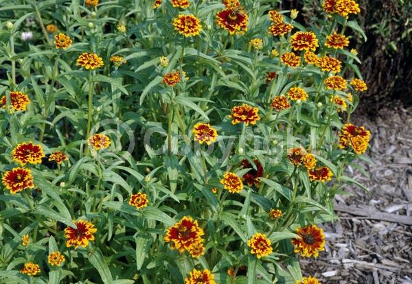 Red blooms; Orange blooms; Yellow blooms; North American Native