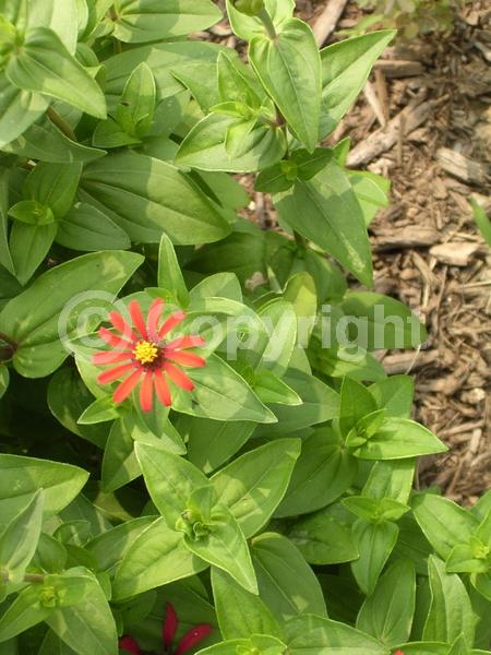 Red blooms; Deciduous; Broadleaf