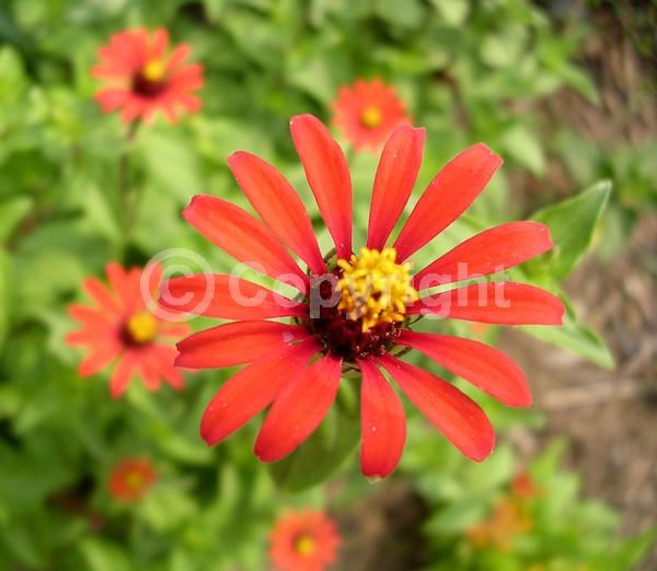 Red blooms; Deciduous; Broadleaf
