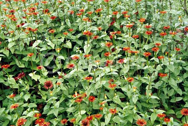 Red blooms; Deciduous; Broadleaf