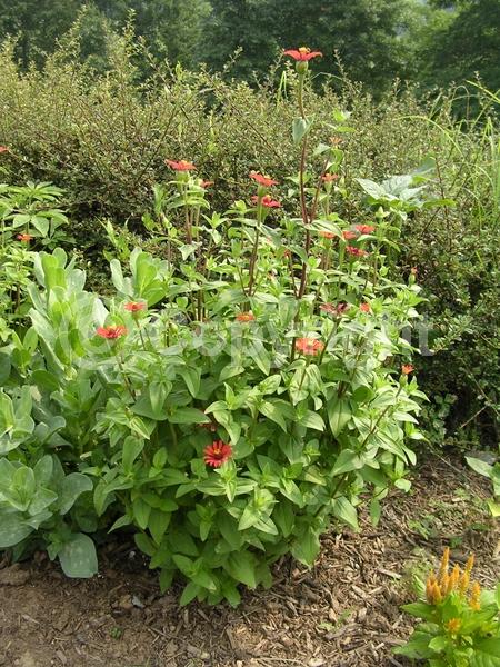 Red blooms; Deciduous; Broadleaf