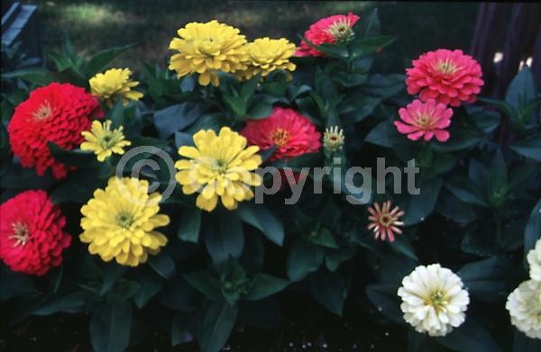 Red blooms; Yellow blooms; White blooms; Pink blooms; 
