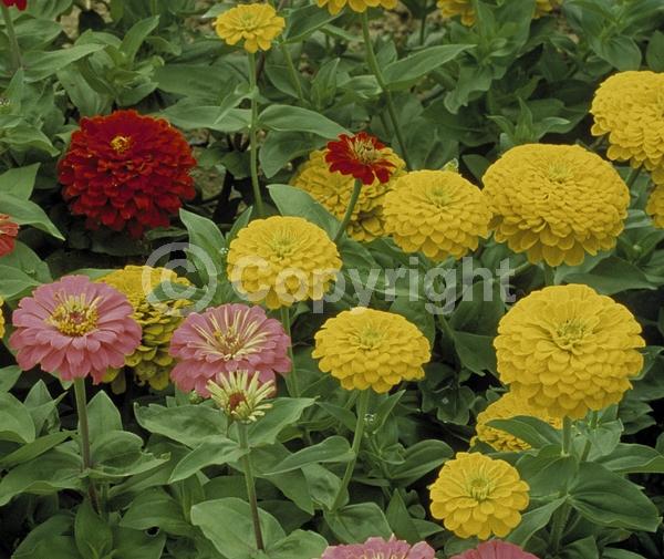 Red blooms; Orange blooms; Yellow blooms; White blooms; Pink blooms