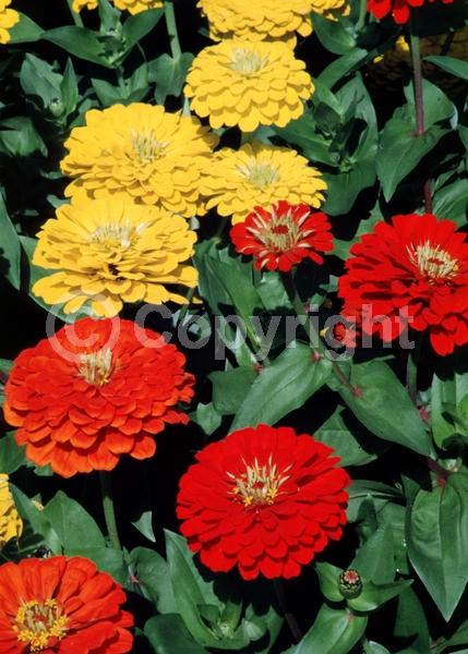 Red blooms; Orange blooms; Yellow blooms; White blooms; Pink blooms