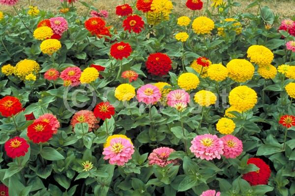 Red blooms; Orange blooms; Yellow blooms; White blooms; Pink blooms
