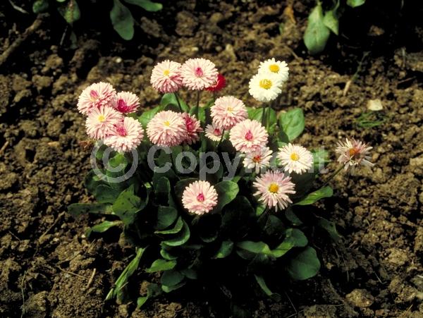 White blooms; Pink blooms; Deciduous; Broadleaf