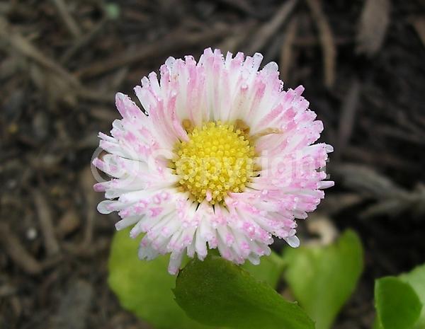White blooms; Pink blooms