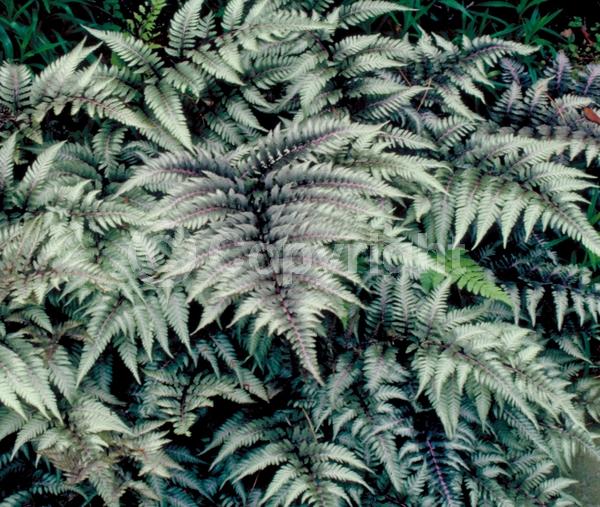 Deciduous; Broadleaf