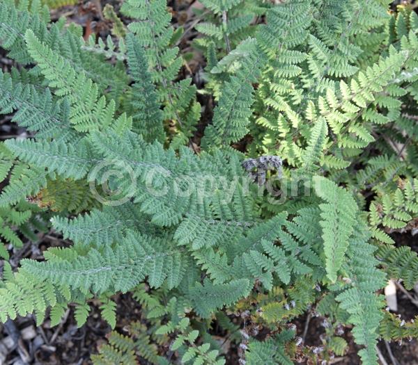 Evergreen; North American Native