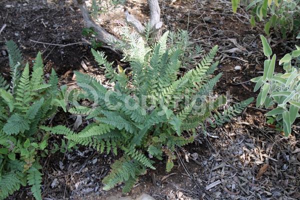 Evergreen; North American Native