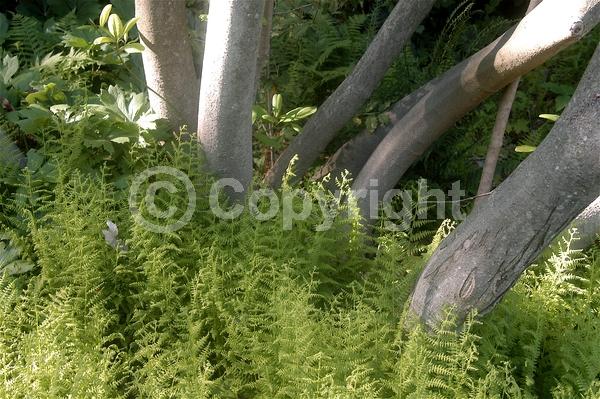 Deciduous; Broadleaf; North American Native