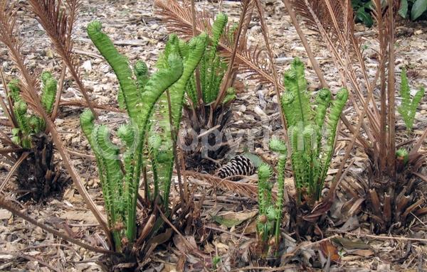 Deciduous; North American Native