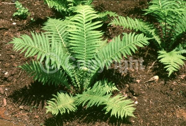 Deciduous; North American Native