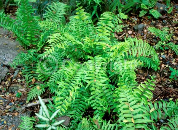 Evergreen; Semi-evergreen