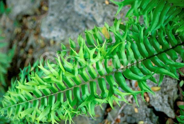 Evergreen; Semi-evergreen