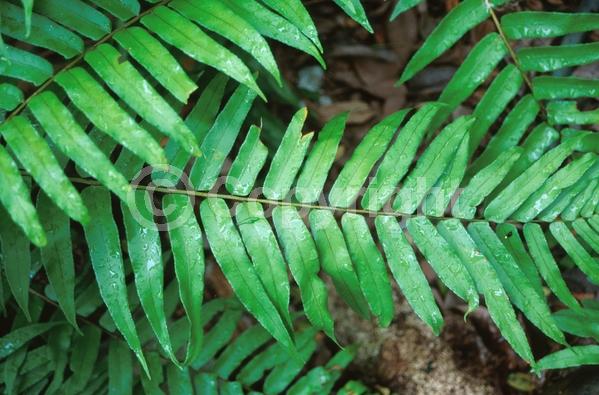 Evergreen; Semi-evergreen