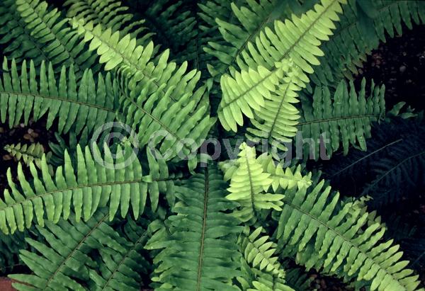 Evergreen; Semi-evergreen