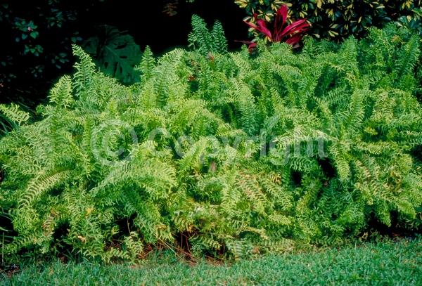 Evergreen; Semi-evergreen