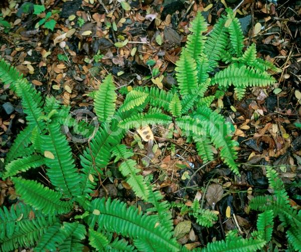 Evergreen; Semi-evergreen; Deciduous