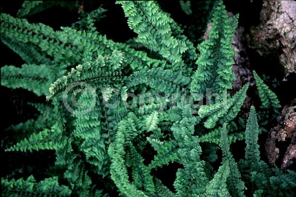 Evergreen; Semi-evergreen