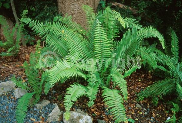 Evergreen; Semi-evergreen; Deciduous