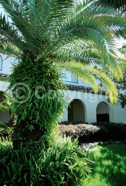 Evergreen; Semi-evergreen; 