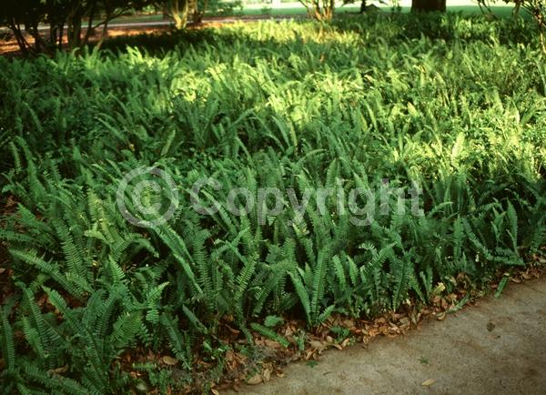 Evergreen; Semi-evergreen; 