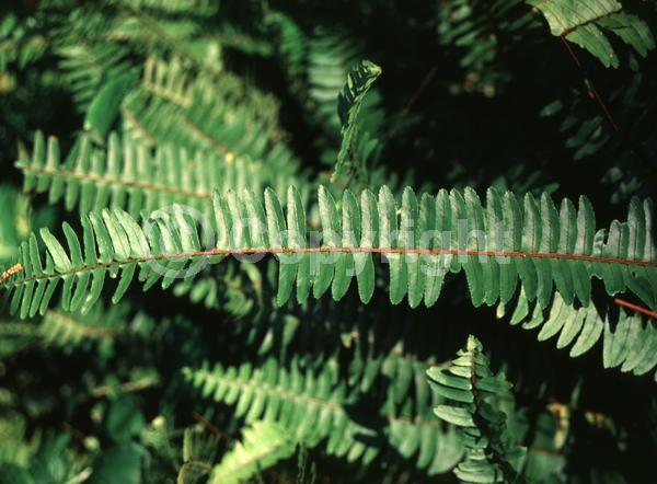 Evergreen; Semi-evergreen; 