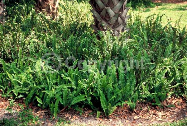 Evergreen; Semi-evergreen; 