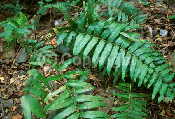 Evergreen; Semi-evergreen; 