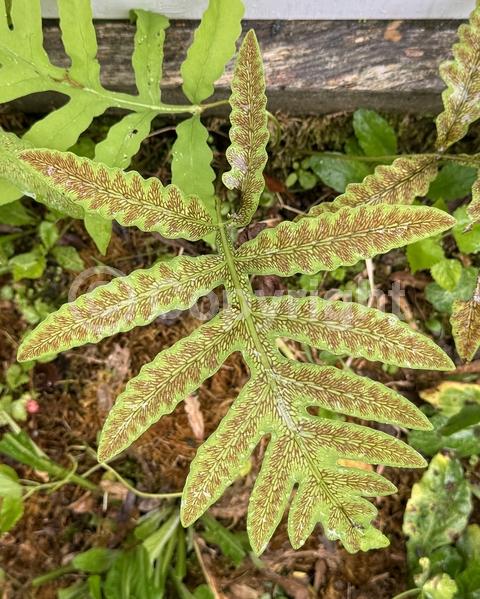 Deciduous; Broadleaf; North American Native