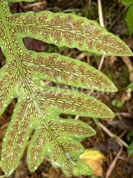 Deciduous; Broadleaf; North American Native