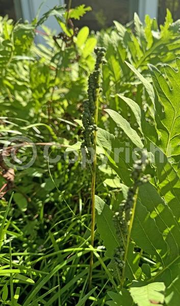 Deciduous; Broadleaf; North American Native