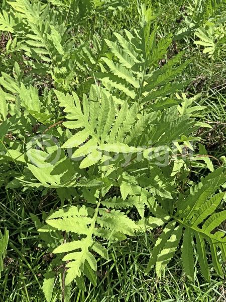 Deciduous; Broadleaf; North American Native