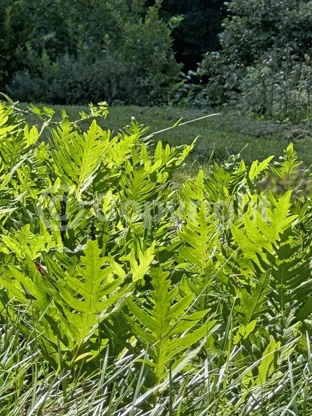 Deciduous; Broadleaf; North American Native