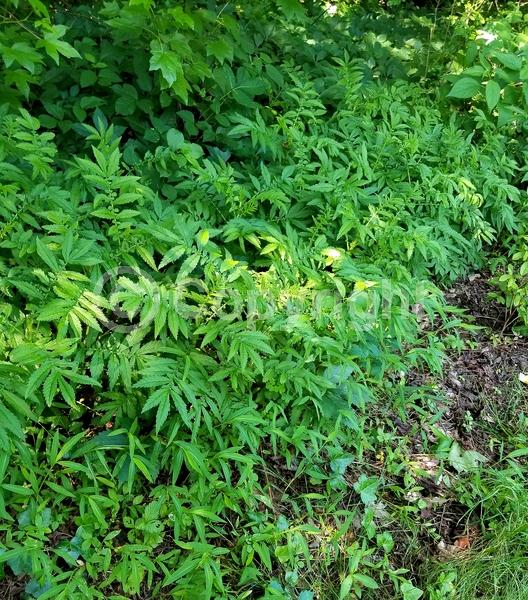 Deciduous; Broadleaf; North American Native