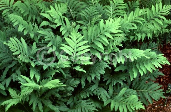 Deciduous; Broadleaf; North American Native