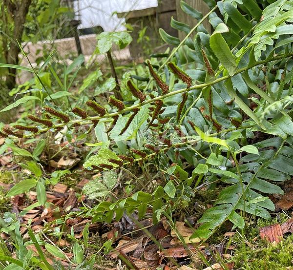 Evergreen; North American Native