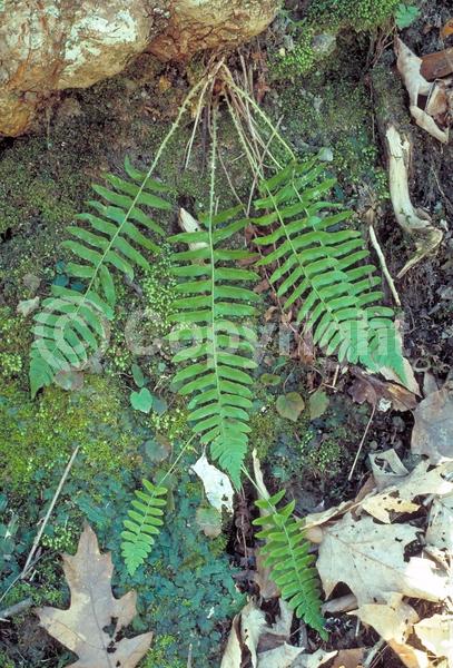 Evergreen; North American Native