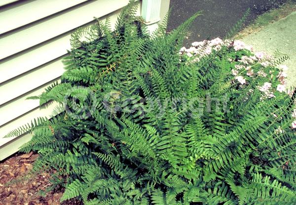 Evergreen; North American Native