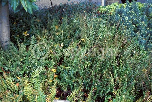 Evergreen; North American Native